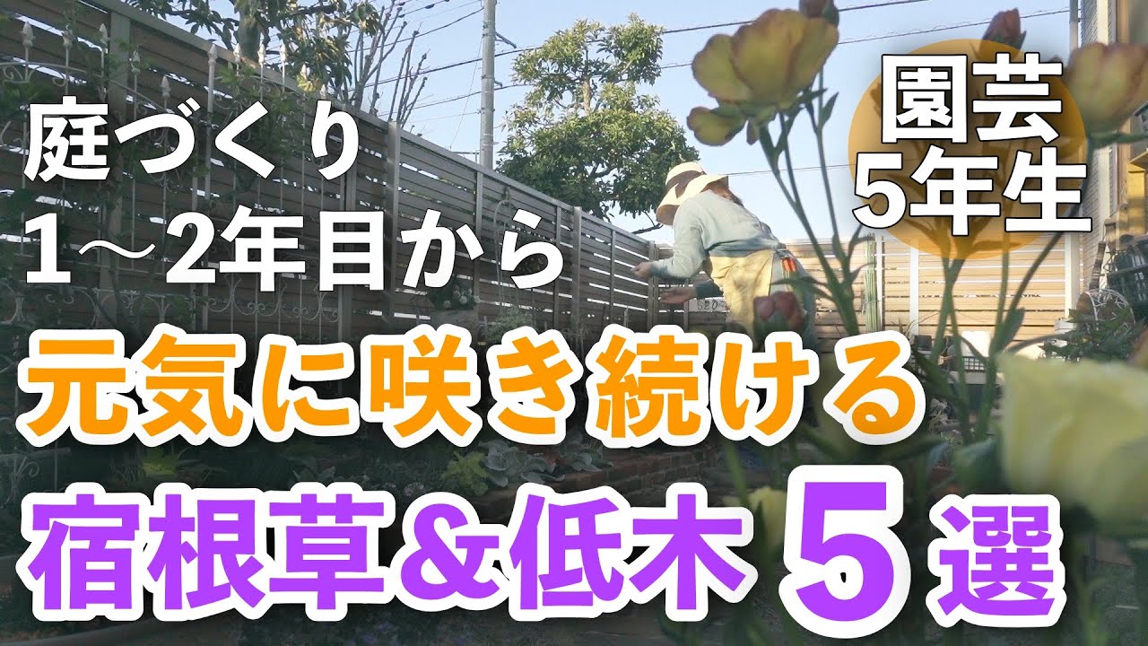 【ガーデニング】知識ゼロでも欲望あり！初心者の洗礼に負けなかった最強宿根草＆低木を紹介します｜小さな庭のガーデニング