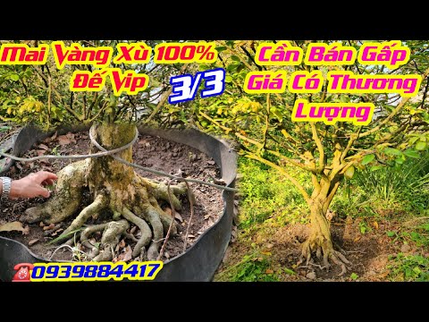 #Kiên_0939884417, Chào Bán 3/3, Mai Vàng Rin Đế Cực Vip, Xù 100%, Cần Bán Gấp, Giá Có Thượng Lượng