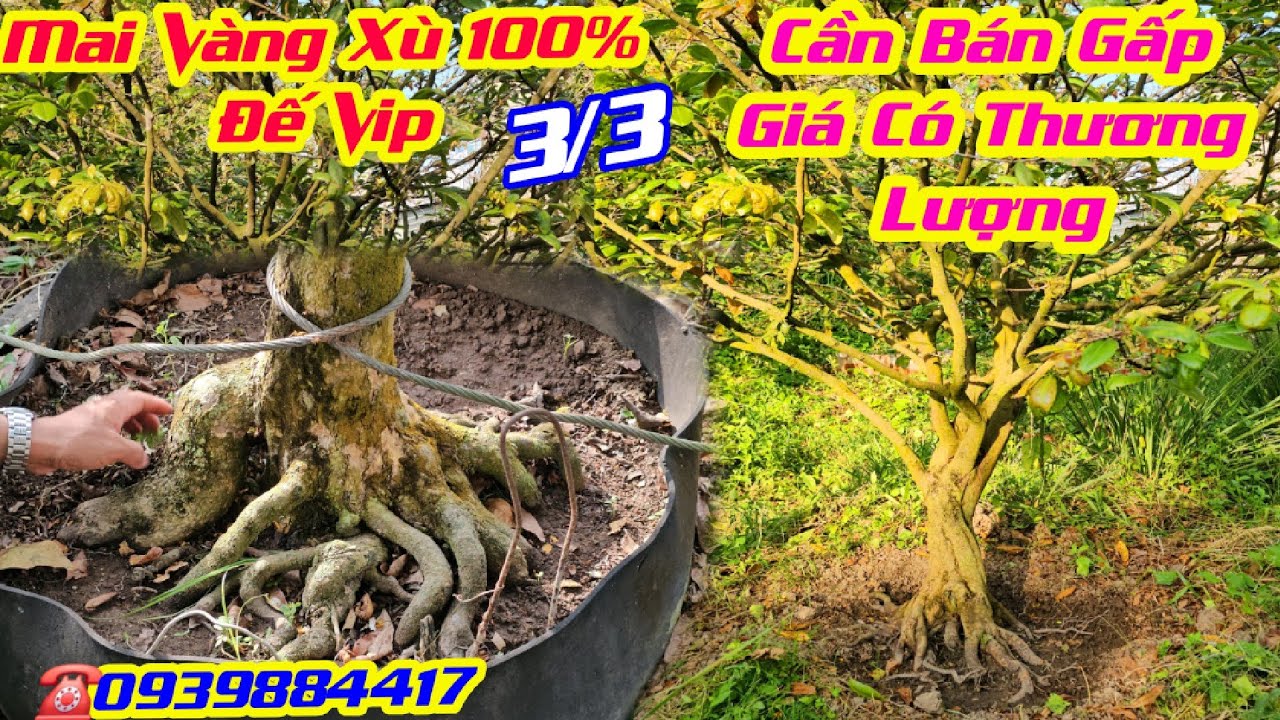 #Kiên_0939884417, Chào Bán 3/3, Mai Vàng Rin Đế Cực Vip, Xù 100%, Cần Bán Gấp, Giá Có Thượng Lượng