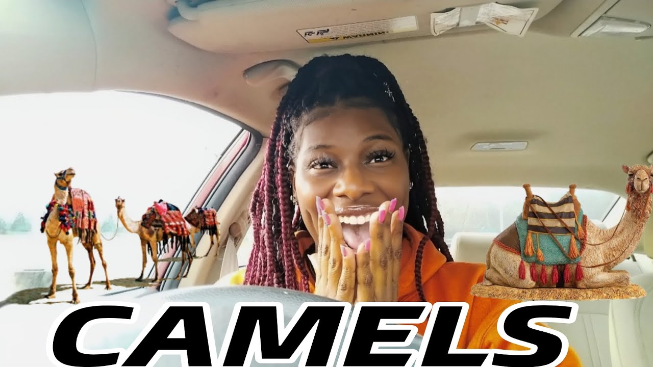 PROPHETIC WORD: YOUR CAMELS ARE COMING‼️🐫  333🥳