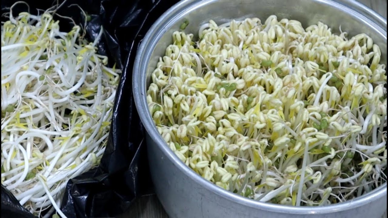 Cách Trồng Giá Sạch trắng giòn đơn giản tại nhà