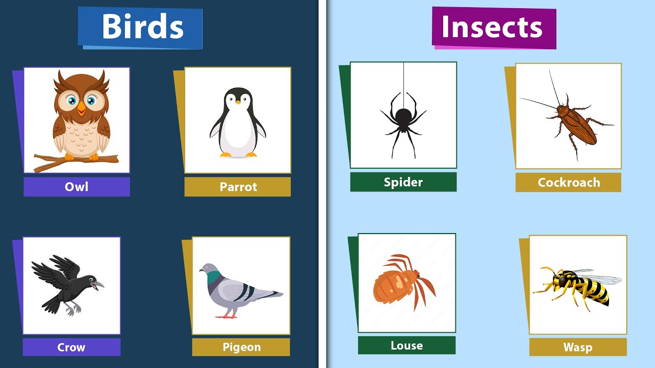 Little Bird Insects Birds and Insects for Kids | Fun Facts About Birds & Insects | Amazing ...