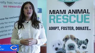 Miami Animal Rescue Fostering Program