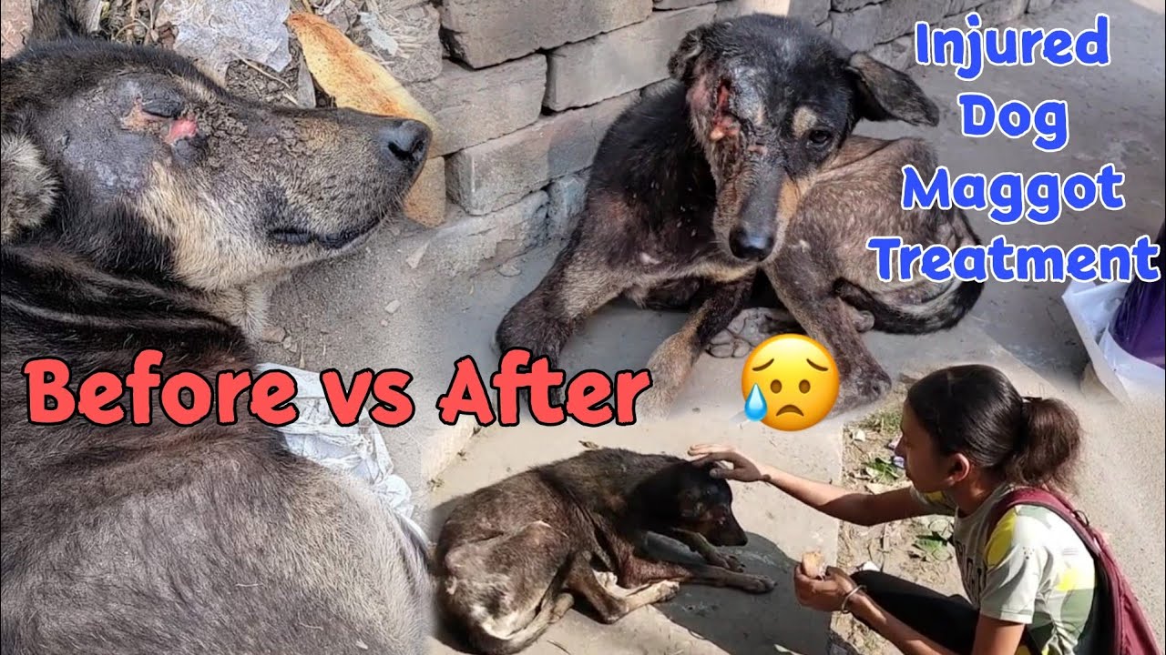 Injured Dog🐕 😭 Maggot Treatment Of A Dog😰 Before VS After