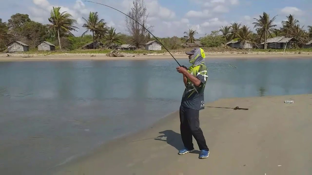 Barracuda muara sabuhur