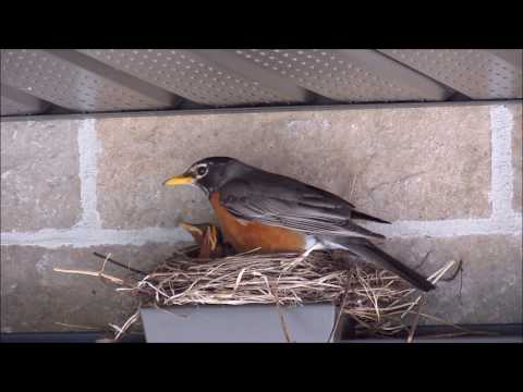 Famille Merles 26 mai 2018