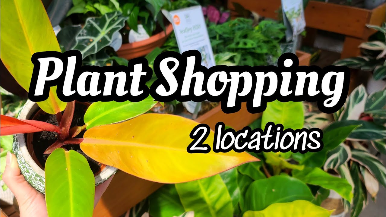 Lowe's & Home Depot Plant Shopping! 🌿 will we find something good?! 🤔