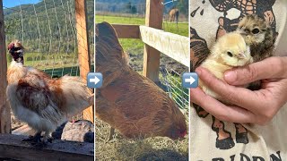 Celebrity Silkie Fluff + Blue Eggs?! Hatching Showgirl x Easter Egger Chicks! 🐣💫 Wealth