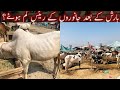 Bhatta chowk Mandi 2021 | Islamabad cow mandi 2021 | Cow mandi Rawalpindi | Bhatta chowk Mandi price