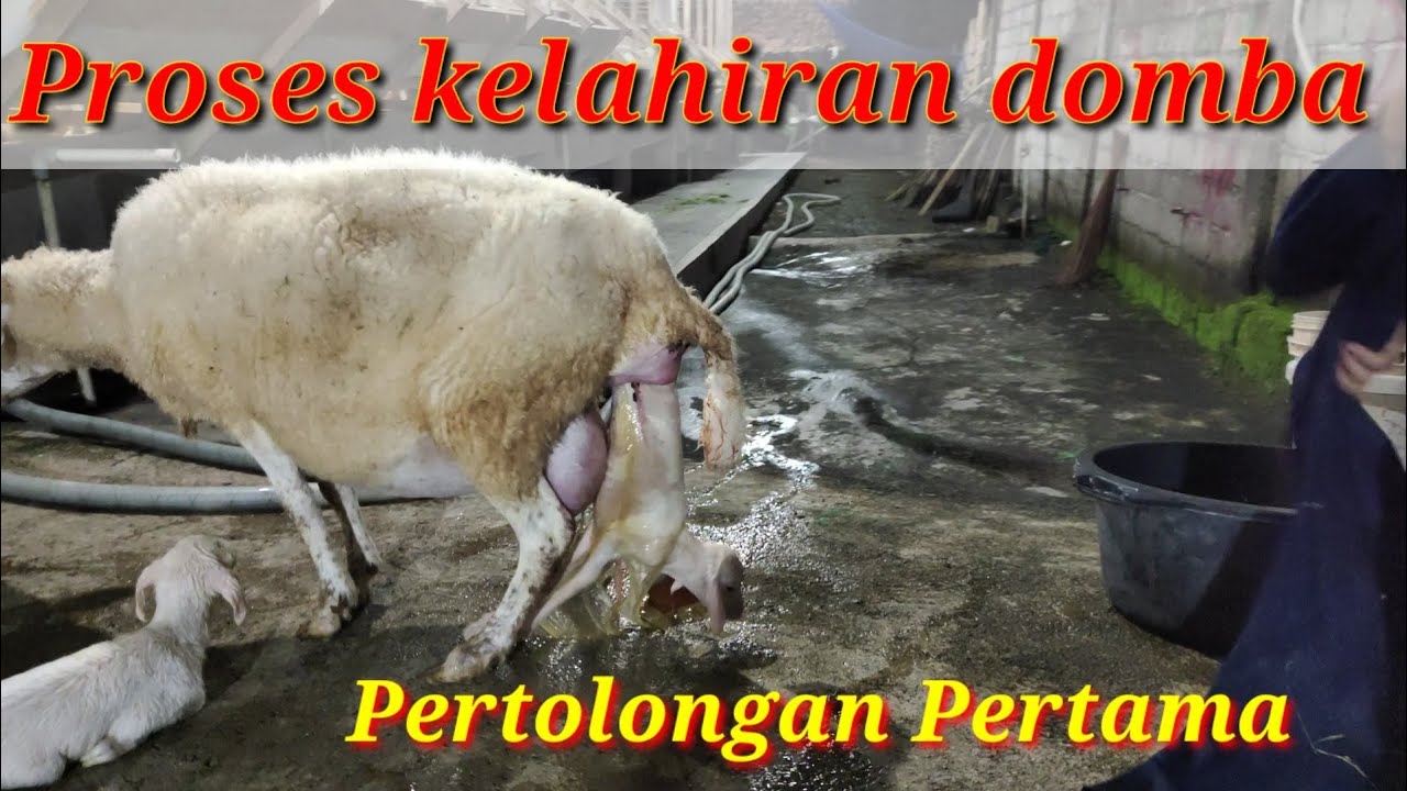 Pertolongan pertama saat Domba melahirkan  Terekam kamera sangat jelas - DADONG AWOK farm BANYUWANGI