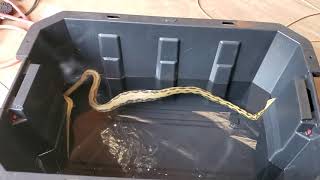soaking my reticulated python help me with a name!!!