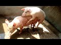 Accouplement du porc