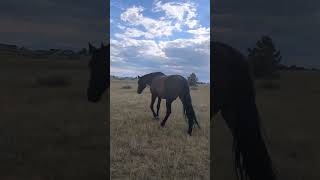 our friend, the red-tailed hawk decided to come visit the horses.