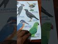 #shorts #birds #viral #viralvideo #socialmedia #markzuckerberg #nature #birdsounds