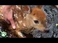 Orphaned baby deer asks for help