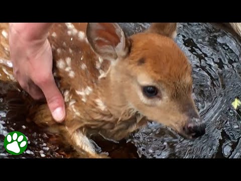 Videó: Elvesz egy őzike egy árva őzikét?