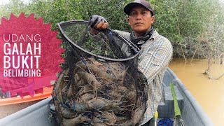 Rezeki Udang Galah Bukit Belimbing | Memancing Udang Galah prawnfishing
