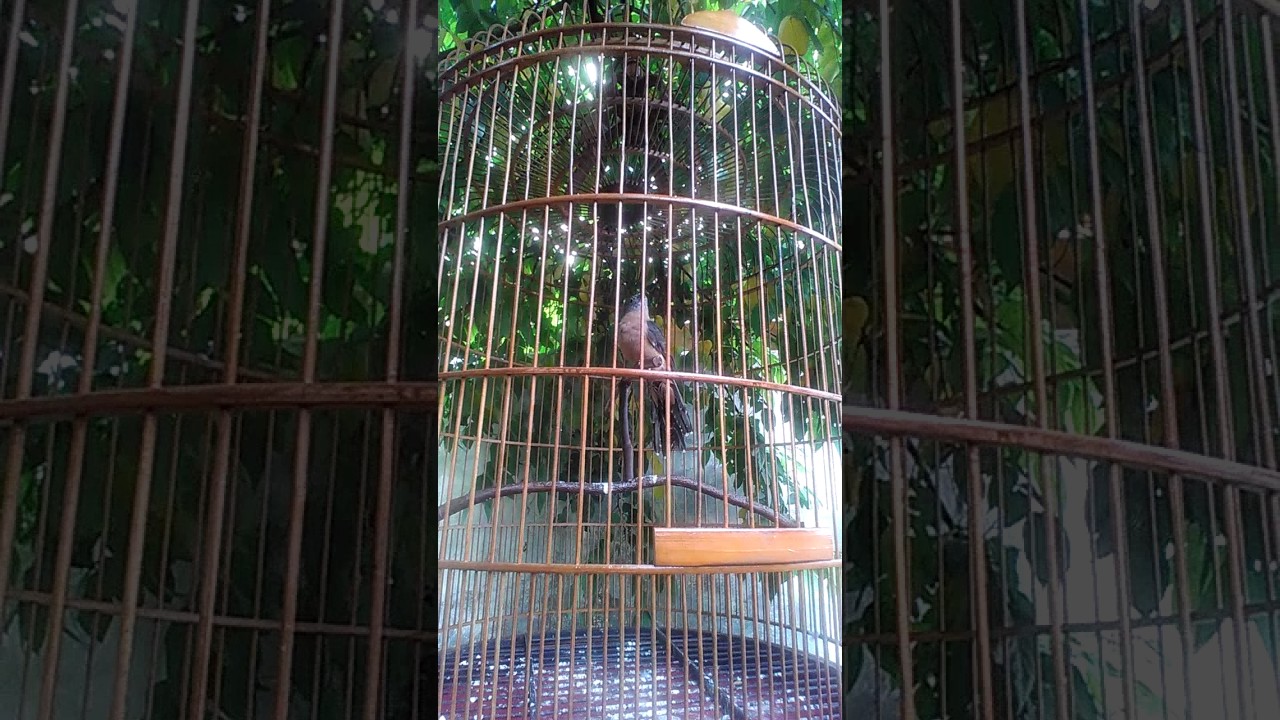 Peluit Burung Emprit Gantil Bayat Klaten By Jon Pangestu