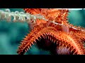 Deep Sea Coral and Sponge Communities Quiz