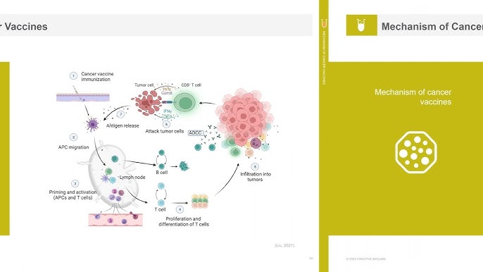 PROTAC® In Vivo Animal Test - Creative Biolabs