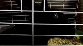 Meet Luna Real Bunny Footage