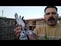 فرجة كام استرالى والدباني والشقلباظ جيين في الكحل احمدماكو والحمام احلى حاجه في الدنيا 