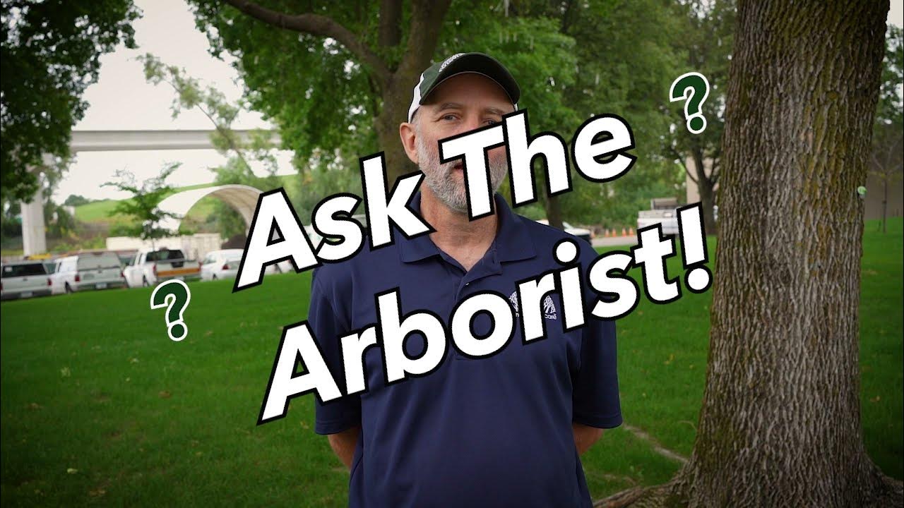 Should I Remove Burlap and Wire Before Planting Tree? YouTube