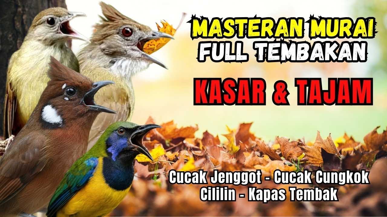 Masteran FULL Tembakan KASAR dan Tajam Kapas Tembak, Cililin, Cucak Jenggot, Cucak Cungkok