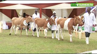 Kabarak Guernsey wins top prize at the breeders show