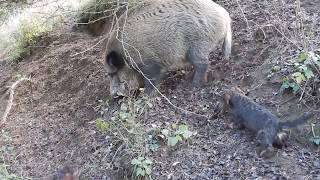 Jezevčík trpasličí drsnosrstý - nácvik lovu divočáka na obůrce