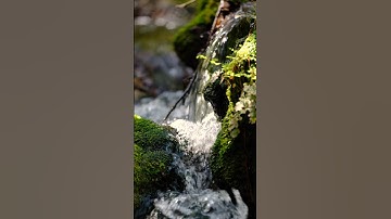 best beautiful #video #nature #youtubeshorts #lifeisbutadream #youtube #naturalbeauty #naturelove