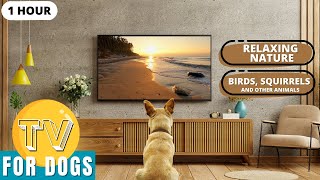 Stimulating & Entertaining TV For Dogs | Nature Sounds|Indoor Entertainment for Bored Dogs by The Wolf and Bears 107 views 6 months ago 1 hour, 5 minutes