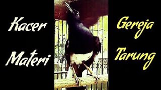 Kacer Gacor Full isian tembakan kasar || Kacer isian GEREJA TARUNG full jernih || pancingan kacer