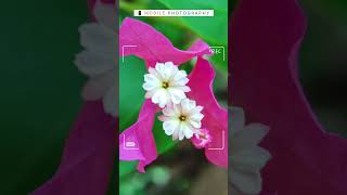 Flower Photography 🌼 📸#mobilephotography #shorts #ytshorts #flowers  #nature #photography