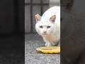 体調が心配な黒猫と白猫