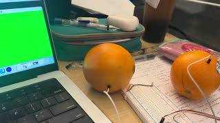 IMG 4885