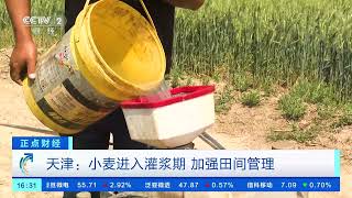 [正点财经]江苏淮安：474万亩小麦陆续成熟 大规模机械化收割展开| 财经风云