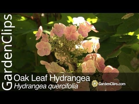 Video: Growing Oakleaf Hortensia - Tips om pleie og vedlikehold av hortensia