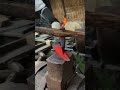 A technique that is rarely seen in making holes for rice field plowing machines.