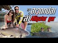 ล่า Alligator gar เปิดตัวผู้ช่วยคนใหม่ "คนหัวครัว" !!! [หัวครัวทัวร์ริ่ง] EP.127