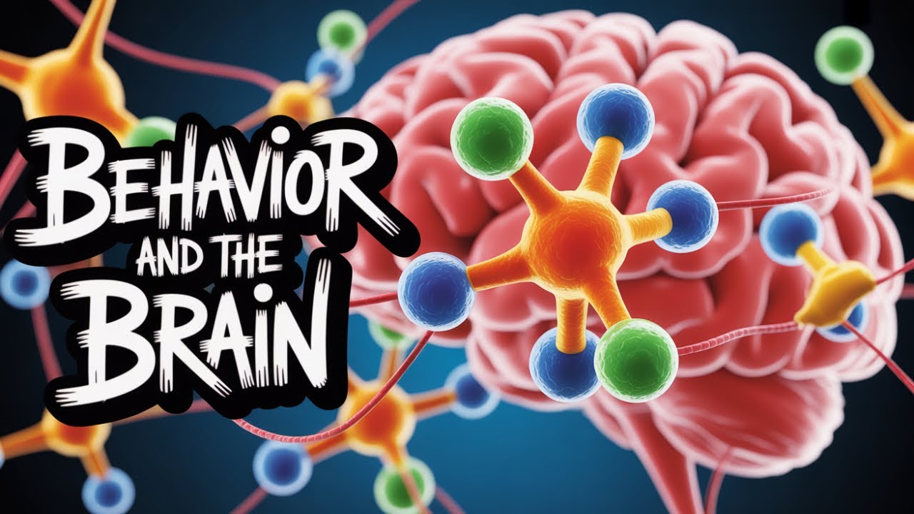 Neuroanatomy & Brain Functions: How the Brain Influences Behaviour