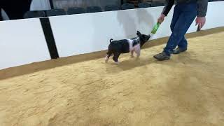 86-4 x gilt