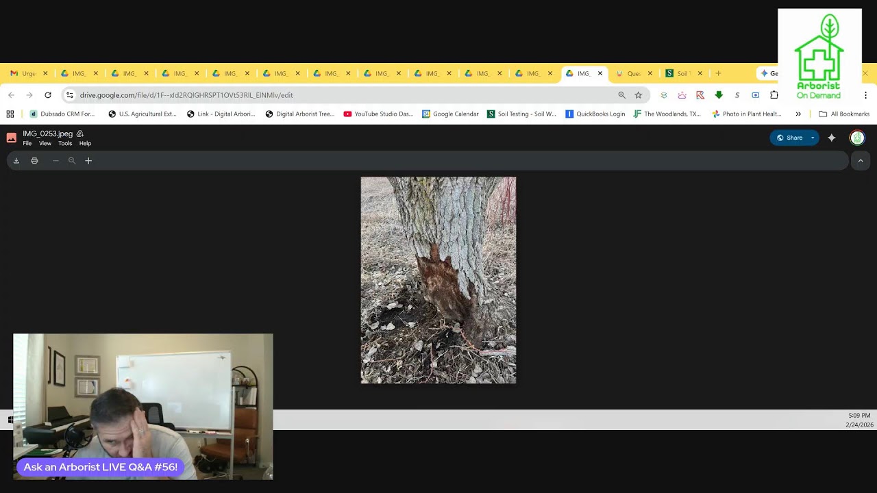 Ask an Arborist LIVE Q&A #56 - Your Tree Questions, ANSWERED!