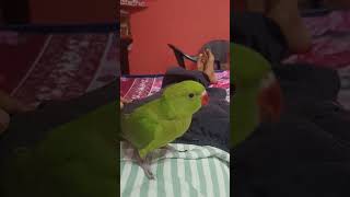 Talking Parrot Goes Viral 🦜
