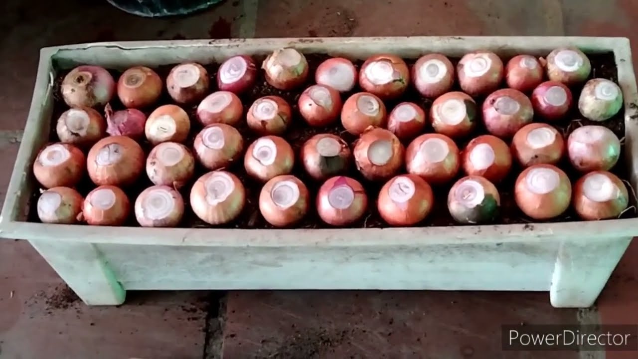 Growing green onion in pot how to grow onion at home and easy YouTube