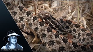 Pygmy Rattlesnake Alert 01