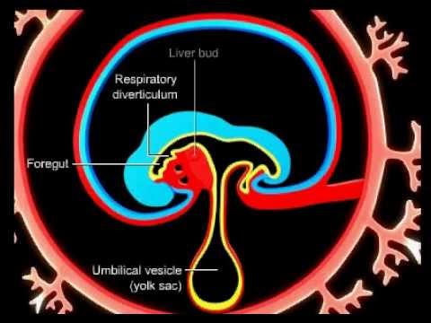 Embriologia - Desenvolvimento do Trato Gastrointestinal