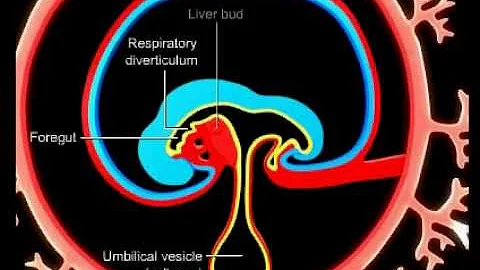 Em qual semana do desenvolvimento se forma o intestino primitivo e a quais estruturas Ele dará origem?