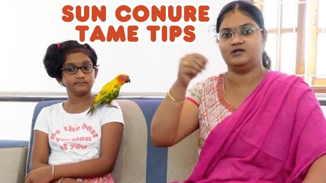 How To Tame Sun Conure? | Coming Out Self From Cage | Simbaa Vlogs
