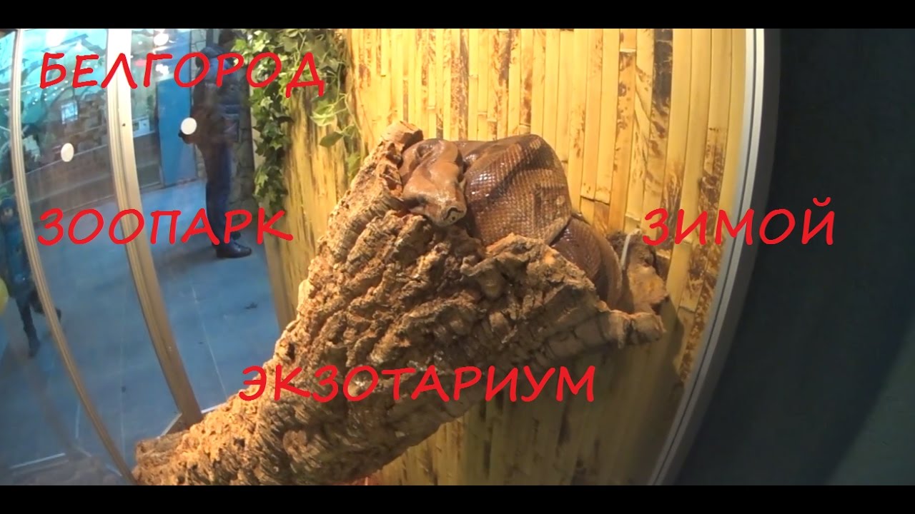 Белгород Зимний зоопарк Экзотариум - YouTube